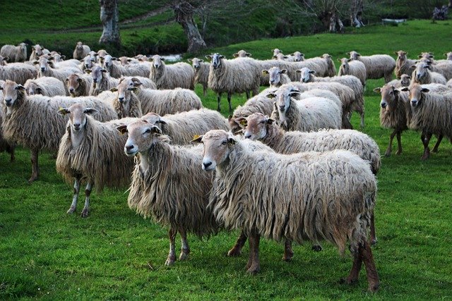 Auditoria  eagropecuaria ¿Cómo mejorar los procesos en la industria agropecuaria?